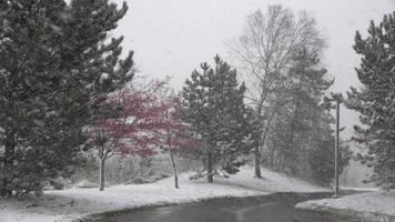 bomen tijdens sneeuwstorm video