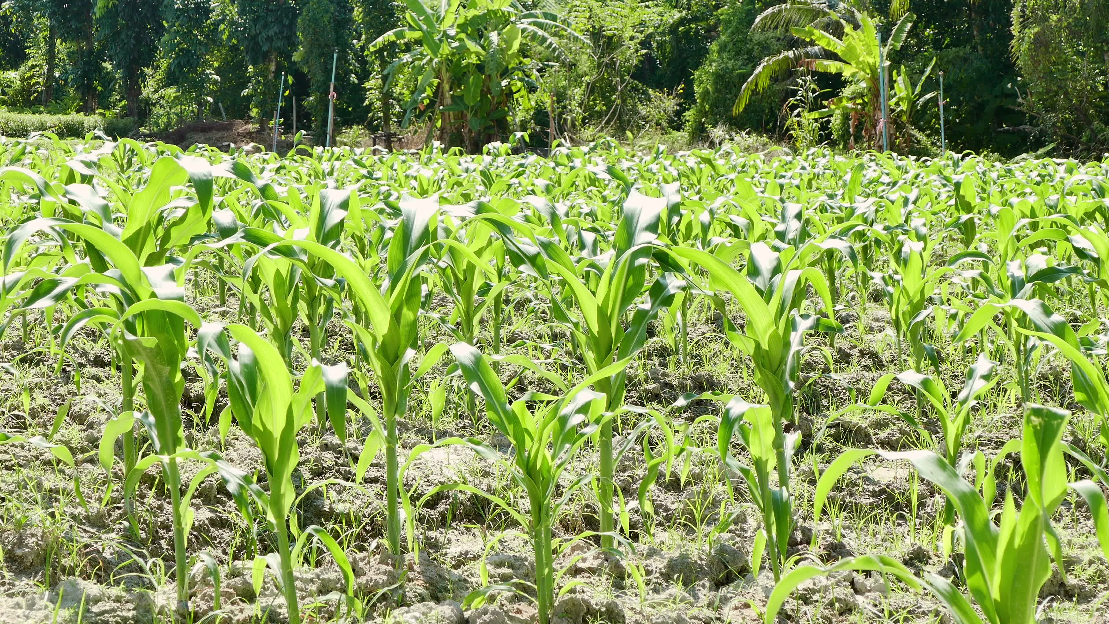 close up of a cornfield 1294907 Stock Video at Vecteezy