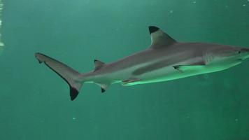 haaien en roofdieren van de diepe oceaan video