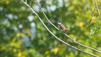Red-whiskered bulbul resting and flying away video