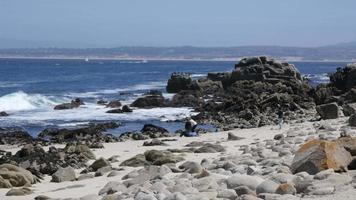 Pazifischer Hain in Monterey
