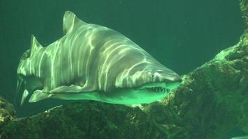 tiburones y depredadores oceánicos video