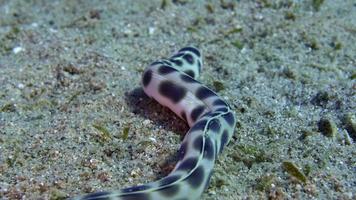 anguila serpiente video