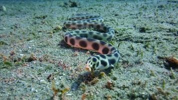 anguila serpiente video