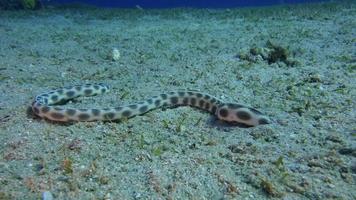 Snake eel