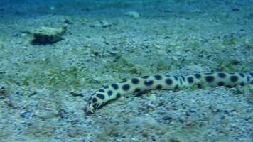 anguilla serpente video