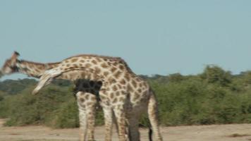 giraffes fighting gif