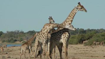 Animal Fight Stock Video Footage for Free Download Animal Fight Stock Video Footage for Free Download