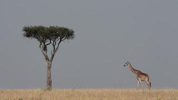 jirafa masai y arbol