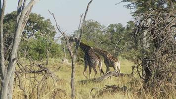 girafas video