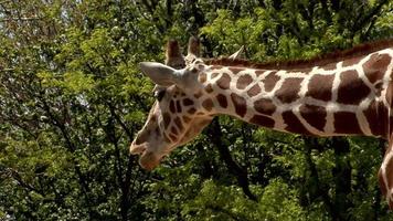 girafe réticulée video