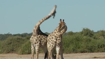Wild Animals Fighting Stock Video Footage for Free Download Wild Animals Fighting Stock Video Footage for Free Download