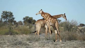 Wild Animals Fighting Stock Video Footage for Free Download Wild Animals Fighting Stock Video Footage for Free Download