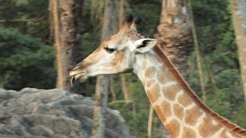 giraf wandelen. video