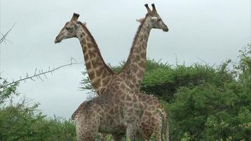 Zwei Giraffen, die den Hals kreuzen