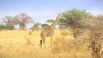 giraf in savanne video