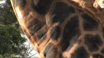 giraffa (hd 1080) video