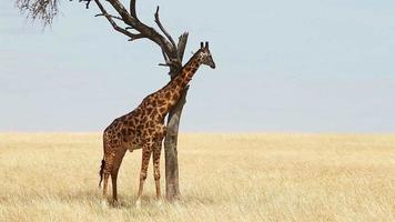 girafe dans le masai mara video