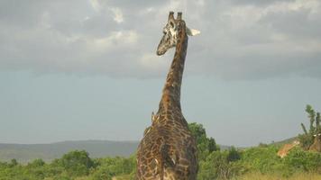 câmera lenta: passarinhos comendo parasitas do pelo de girafa