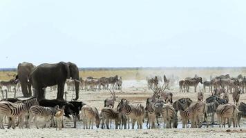Pozo de agua en Etosha con muchos animales. video
