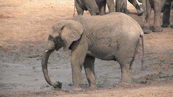 Cámara lenta de toro elefante rociando barro, Botswana