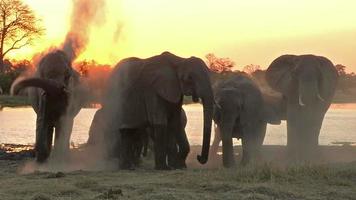 Manada de elefantes bañándose en polvo al atardecer, Botswana video