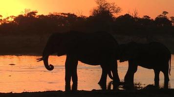 Les éléphants en silhouette de boire au bord de l'eau, delta de l'Okavango, Botswana