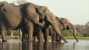 avelbesättning av elefanter som dricker vid floden, Botswana video