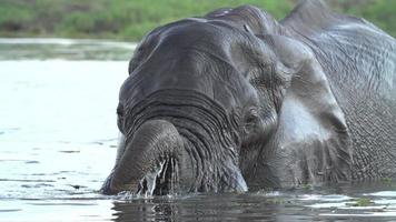 água potável parcialmente submersa de elefante touro, botswana video