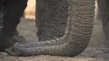 colheita apertada de tromba de elefante descansando no chão video