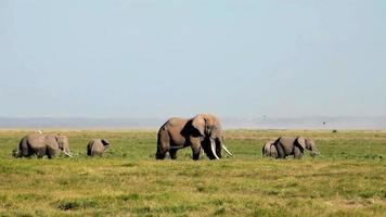 Elephants eating grass in Amboseli Park, Kenya video