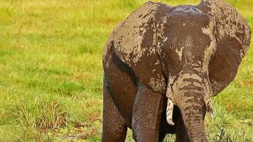 Elephant taking mud bath in Amboseli Park, Kenya video