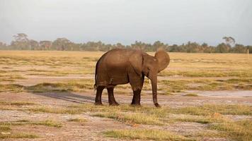 Elephant eating grass in Amboseli Park, Kenya video