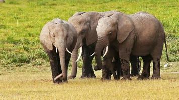 elefantes en el parque de amboseli, kenia video