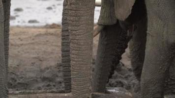 panorering skott av elefant bagageutrymme