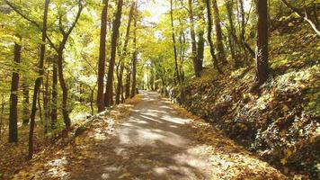 walks in autumn forest video