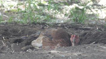 kyckling gräver och läggs i marken
