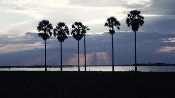 Silhouetten von Palmen bei Sonnenuntergang video