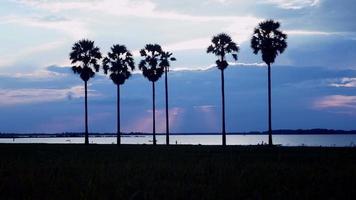 silhouetten van palmbomen bij zonsondergang