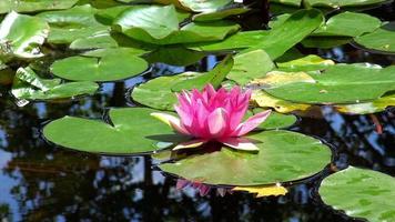 Beautiful pink lotus flower.