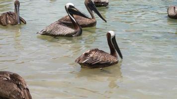 USA summer day pelican ocean bay 4k florida video
