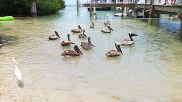 USA summer day islamorada pelican bay 4k florida