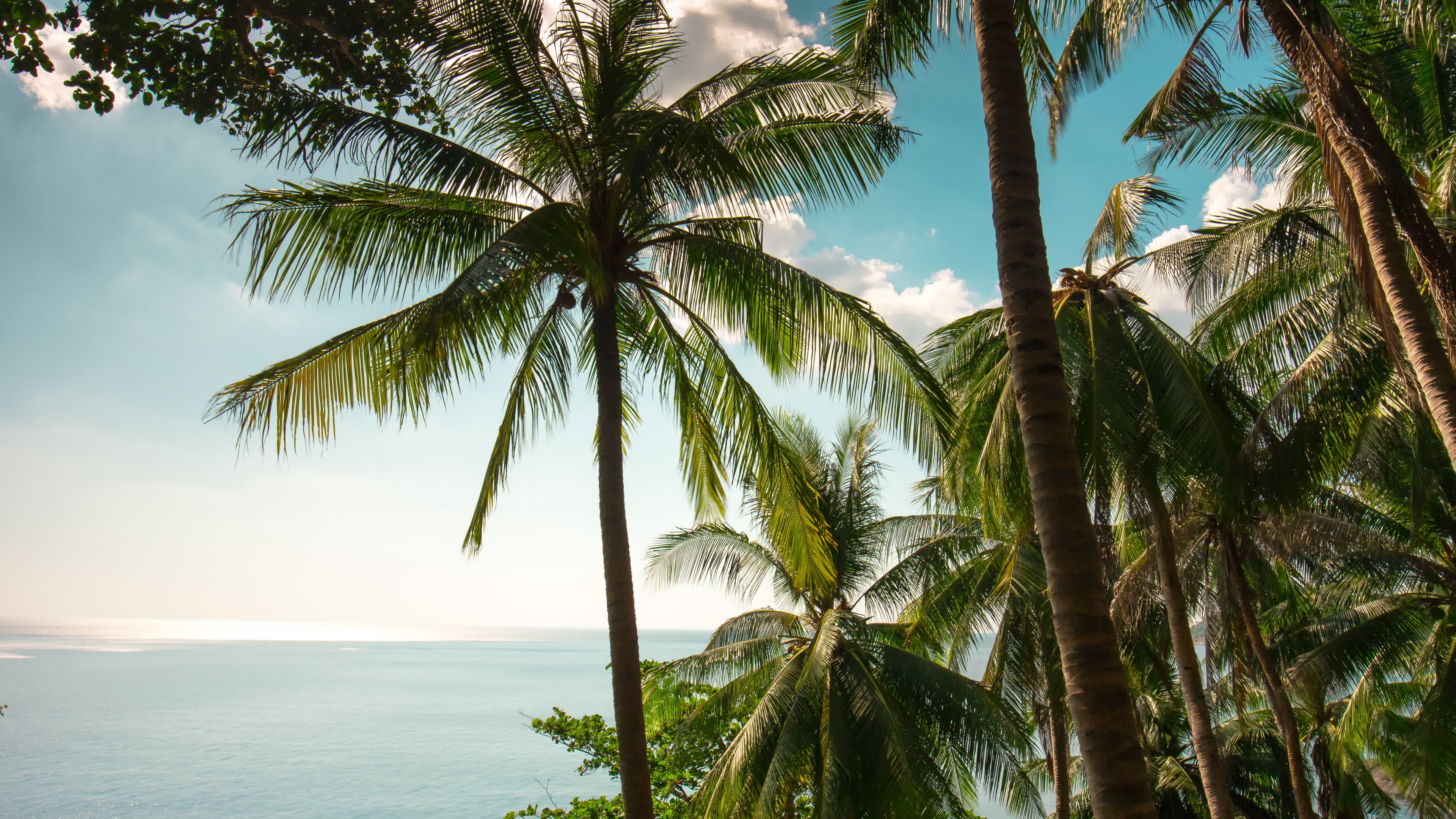 thailand day palm tree private beach phuket island panorama 4k time