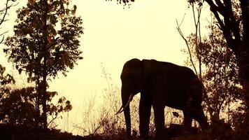 elephant in the forest silhouette