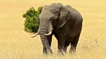 olifant in masai mara video