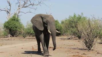 elefantes africanos no mato video
