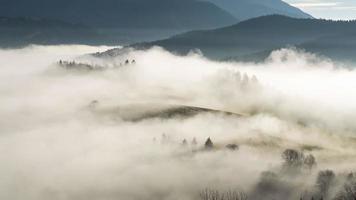 Mañana brumosa en otoño con ovejas emergen del lapso de tiempo de niebla