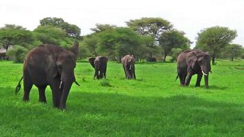 manada de elefantes na Tanzânia