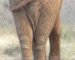 wilde olifant van achteren, kantel op en neer.