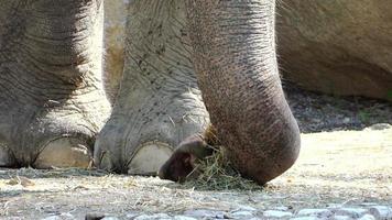 piedi e tronco di elefante